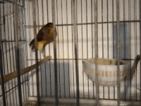 Her Tür Kanarya Vardır