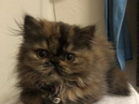 Sevimli İran Kedim Yeni Yuvasını Arıyor