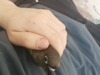 Yeme Düşmüş Yeşil Yanaklı Konur Papağanı