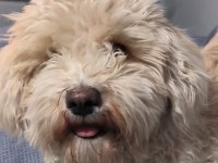 Maltese kızım için