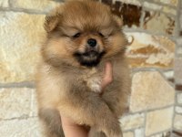 Pomeranian boo ayı surat yavrular