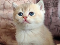 British shorthair kızım yeni yuvasını arıyor