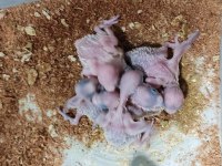 Üretimhanemizden Yavru Muhabbet Kuşları