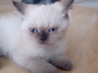 2 Aylık İran Kedisi