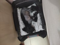 Tüysüz Çin Köpeği Chinese Crested