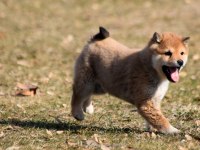 Minyatür Shiba İnu Orange Yavru