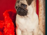 Pug Mops Köpekler Rıfkılar