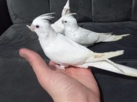 Beyaz yavru sultan papağanları