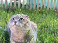 Tefo scottish fold