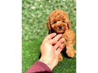 Güzel toy poodle yavrularım