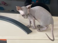 3 Aylık Dişi Sfenks