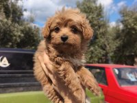 Kore maltipoo kilo garantili