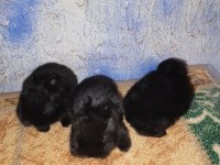 Hollanda Cüce Nedherland Dwarf Tavşan