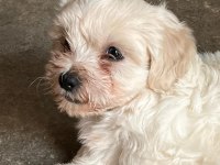 Terrier Maltese 0 Numara