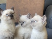 British shorthair erkek/dişi yavru