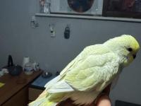 Muhabbet Kuşumuz Bebek Maşallah