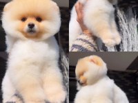 Türkiye'nin En Seçkin Pomeranian Boo (Ayı Surat) Garantili Yavruları