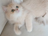 Cy 11 Şecere Belgesi Safkan Dişi 5 Aylık British Longhair