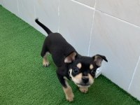 3 Aylık Oyuncu Chihuahua