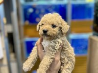 Maltipoo yavruları yeni yuva için hazır