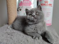 Ayı Surat British Shorthair Son Yavrumuz