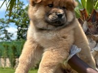 Chow Chow Köpeği Yavruları
