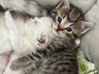 Güzel British Shorthair Bebeklerim Teslime Hazır