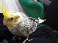 2 Adet Yavru Sultan Papağanı