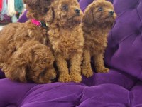2 dişi ve 1 erkek toy poodle