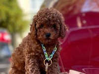 Safkan Toy Poodle Köpeklerimiz