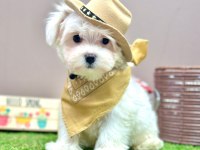 Kore maltese