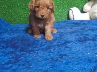 Harika Maltipoo Minikler