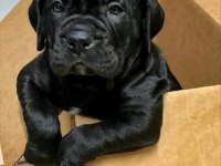 Sağlık Ve Irk Garantili Cane Corso