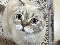 Eşyalarıyla birlikte ücretsiz kedimiz herşeyi tamdır