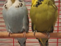 Show Jumbo Muhabbet Kuşu