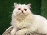 Safkan iran kedisi yavrumuz