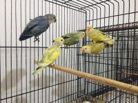 Sevda Cennet Papağanı Yavrular