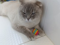 Scottish Irk Evcil Kedimiz