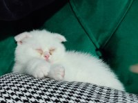 Scottish Fold Bembeyaz Yavru