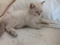 2 Aylık Kedimizi Sahiplendirmek