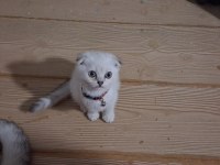 Scottish Fold Kızım Gen Gereği Kesinlikle Koku Bırakmaz