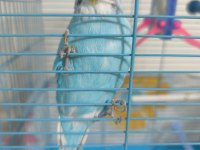 Konuşan Muhabbet Kuşu Çift Mükemmel İkili