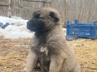 Her İle İlçeye Gönderim Sağlanır Sivas Kangalı