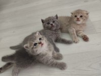 Yavru kedilerimize yuva arıyoruz