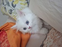 Güzel Bambinoo British Longhair