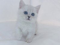 British Shorthair Yavruları