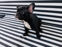 French Bulldog Köpeklerim