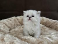 1 Aylık Yavru British Longhair Yavrular