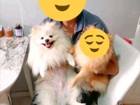 Pomeranian boo 2 yaşında erkek
