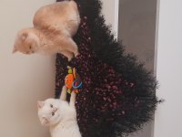 British shorthair erkek ny1233